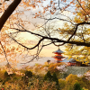 japon-verymed-paris